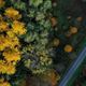 An aerial view shows a car driving on a street through an autumnal forest.